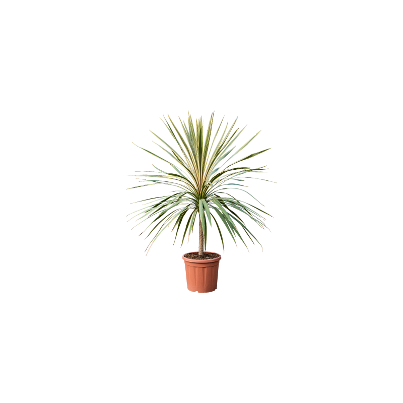 Cordyline Dazzler op stam