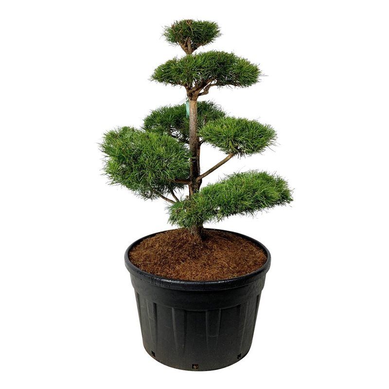 Pinus Sylvestris - bonsai