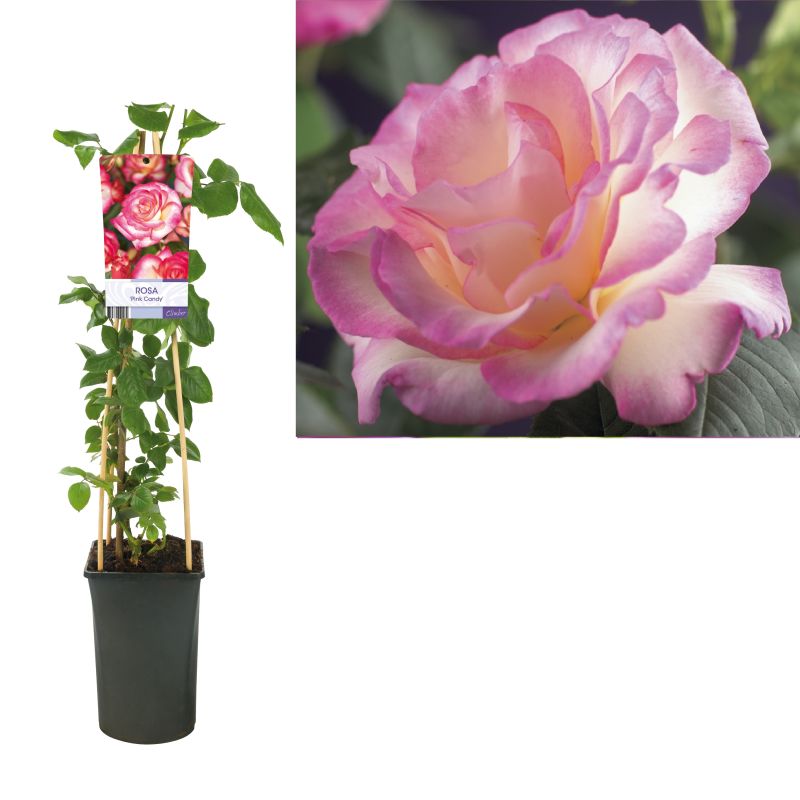 Rosa Pink Candy