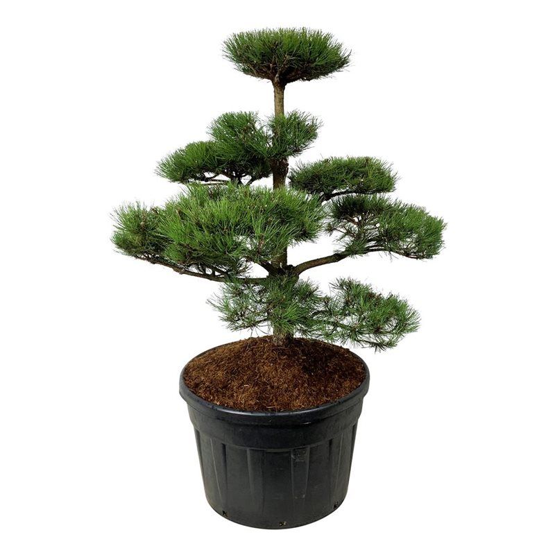 Pinus nigra nigra - bonsai