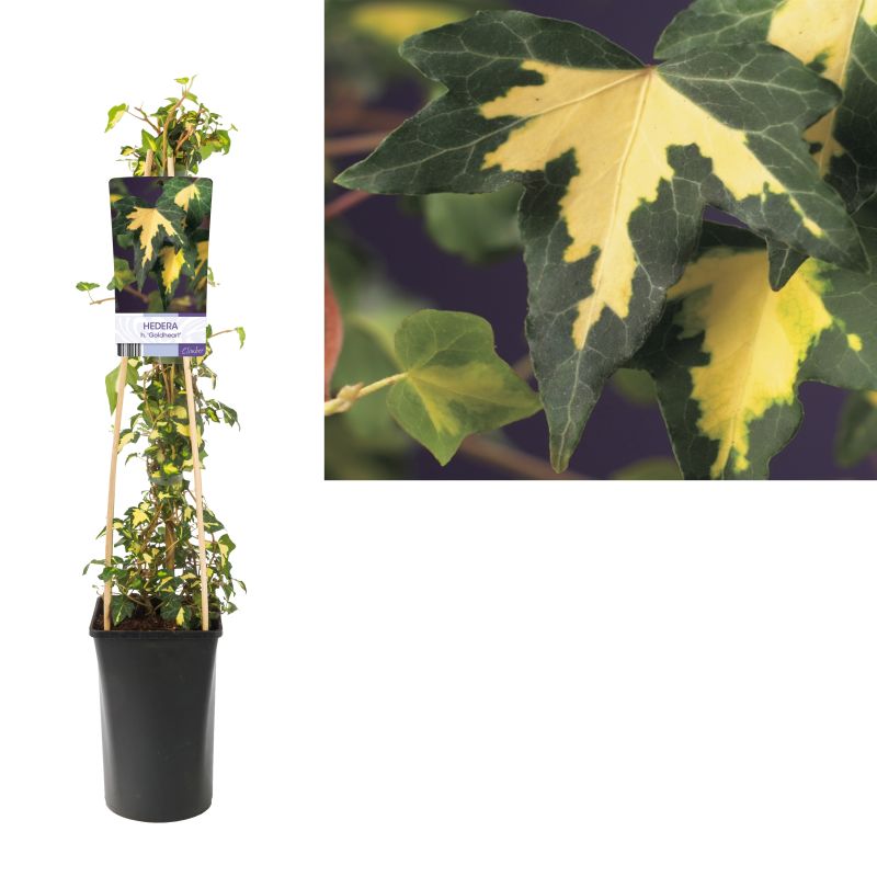 Hedera Goldheart