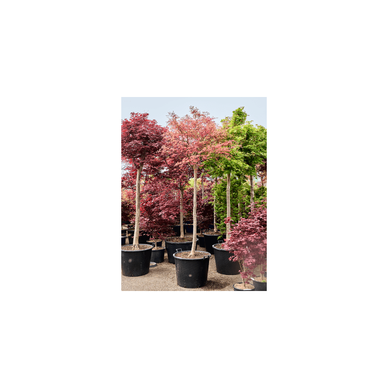 Acer De Shojo op stam