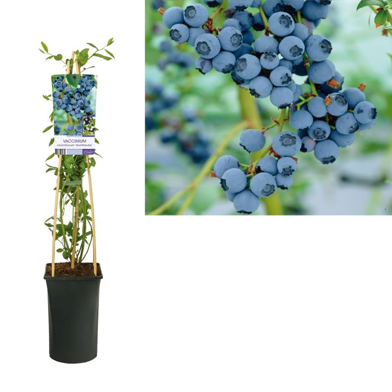 Vaccinium corymbosum 'Goldtraube'
