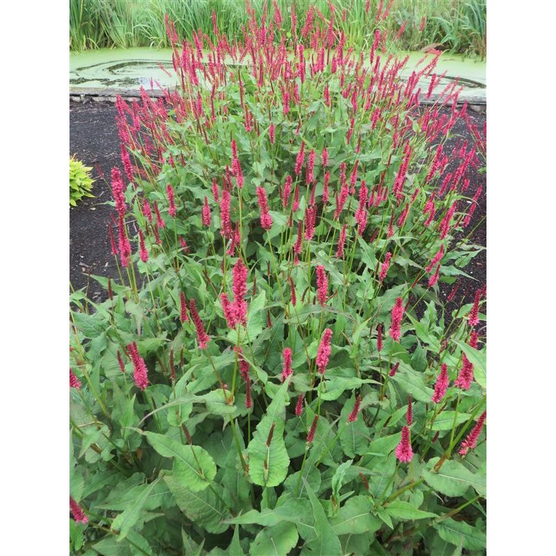 Persicaria amplex. 'J.S. Delgado'