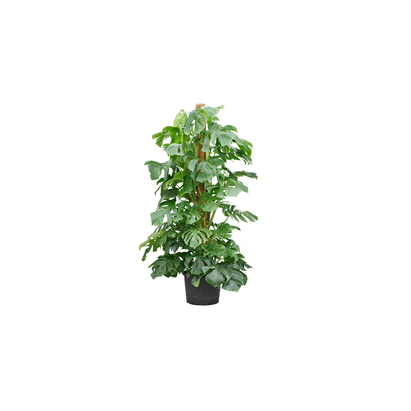 Monstera deliciosa mosstok