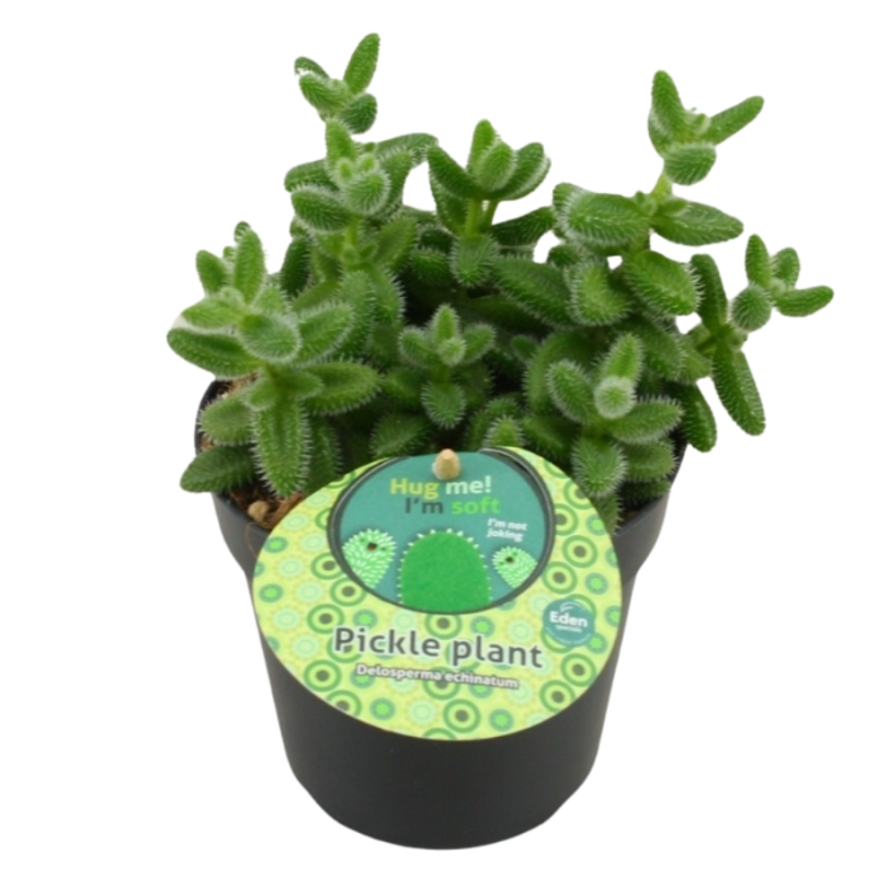 Delosperma echinatum