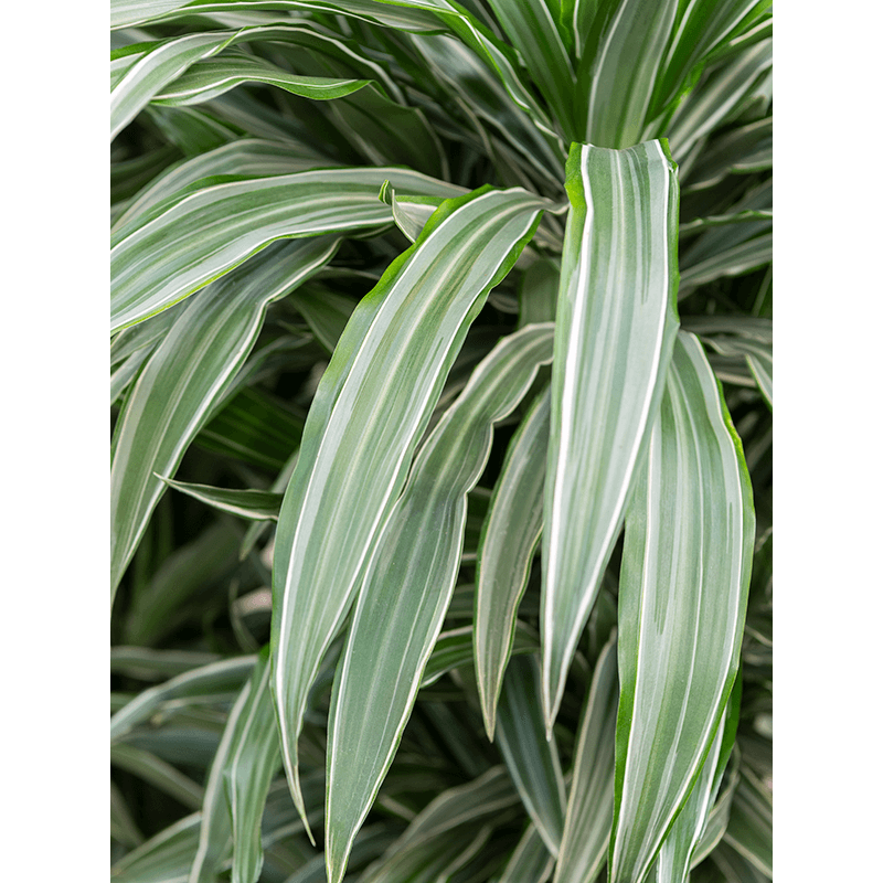 Dracaena Deremensis Warneckei vertakt