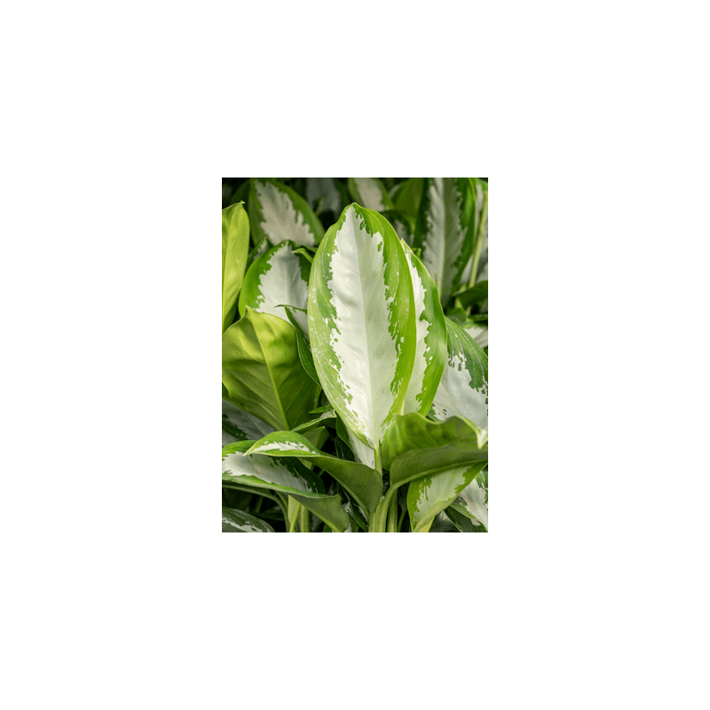 Aglaonema Diamond Bay