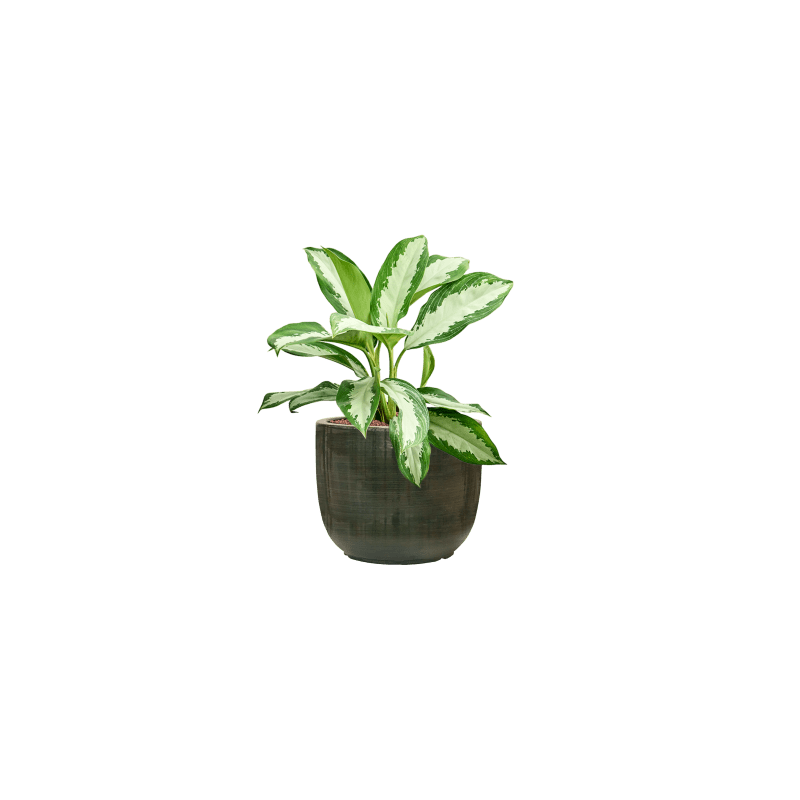 Aglaonema Diamond Bay