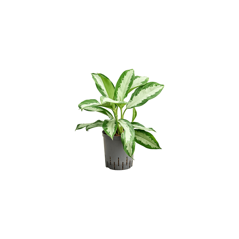 Aglaonema Diamond Bay