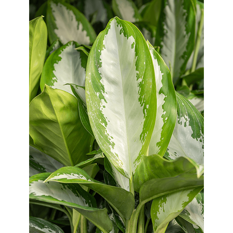 Aglaonema Diamond Bay