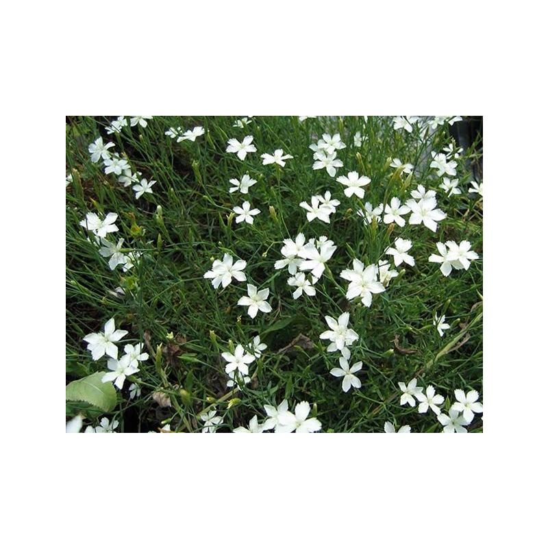 Dianthus deltoides Albiflorus - 6 stuks