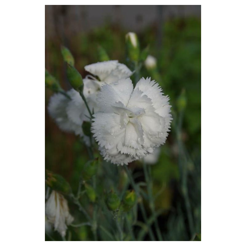 Dianthus Haytor White 