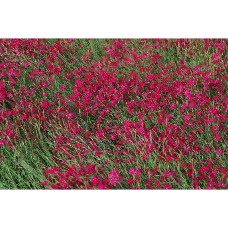 Dianthus Flashing Light
