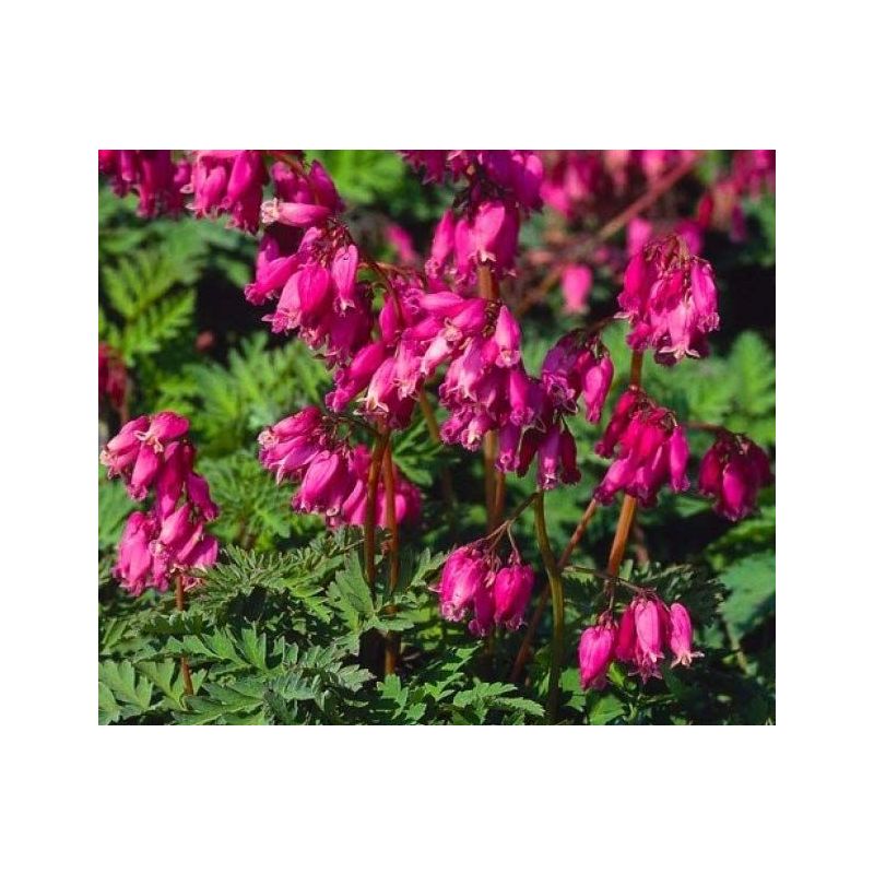 Dicentra formosa 'Luxuriant'