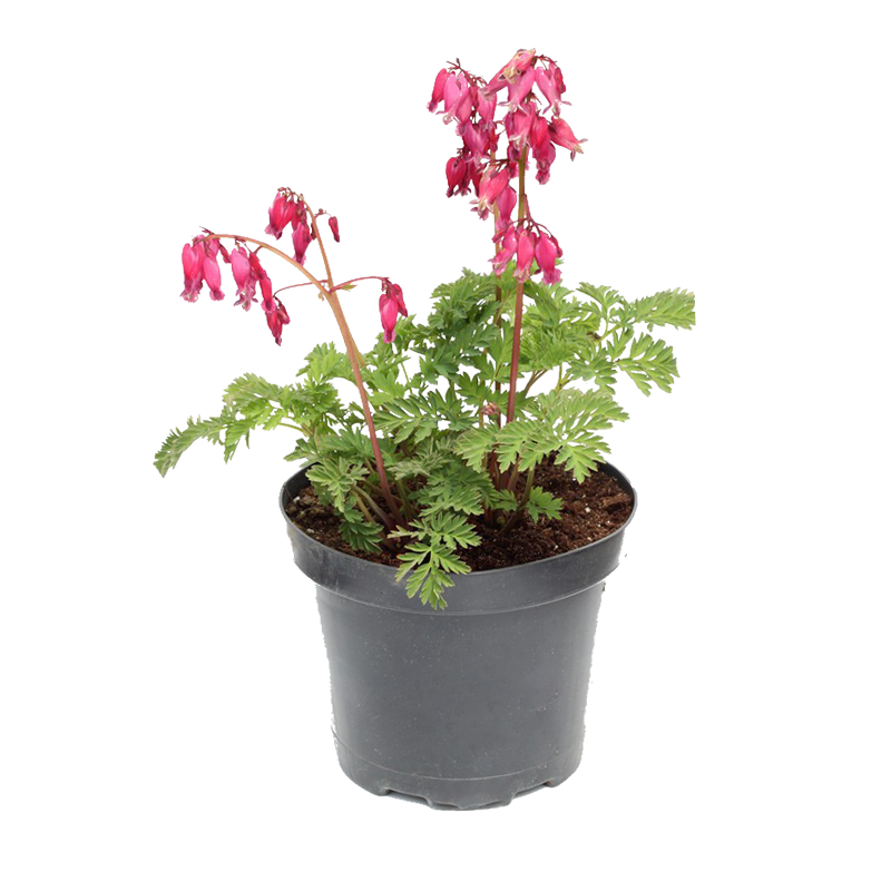 Dicentra formosa 'Luxuriant' Gebroken Hartje kopen?