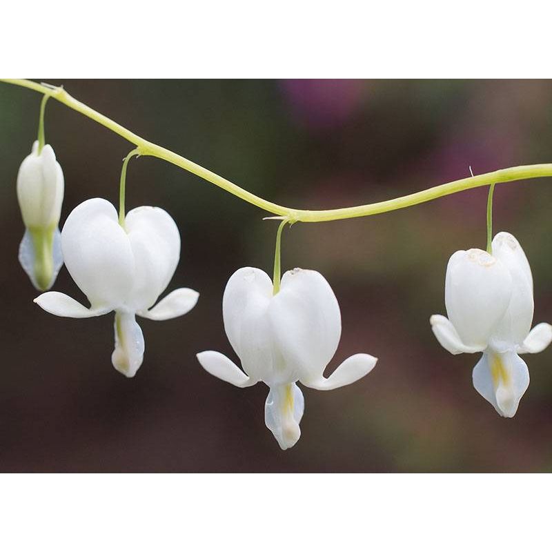 Dicentra Alba - biologisch