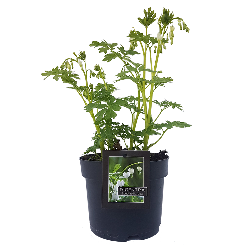 Dicentra spectabilis 'Alba' Gebroken Hartje kopen?