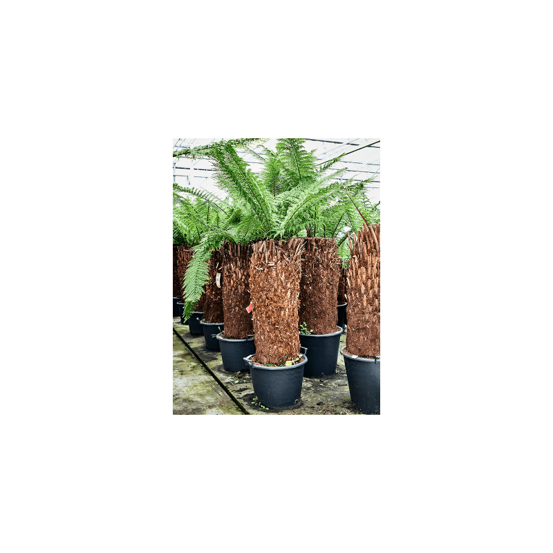 Dicksonia antarctica
