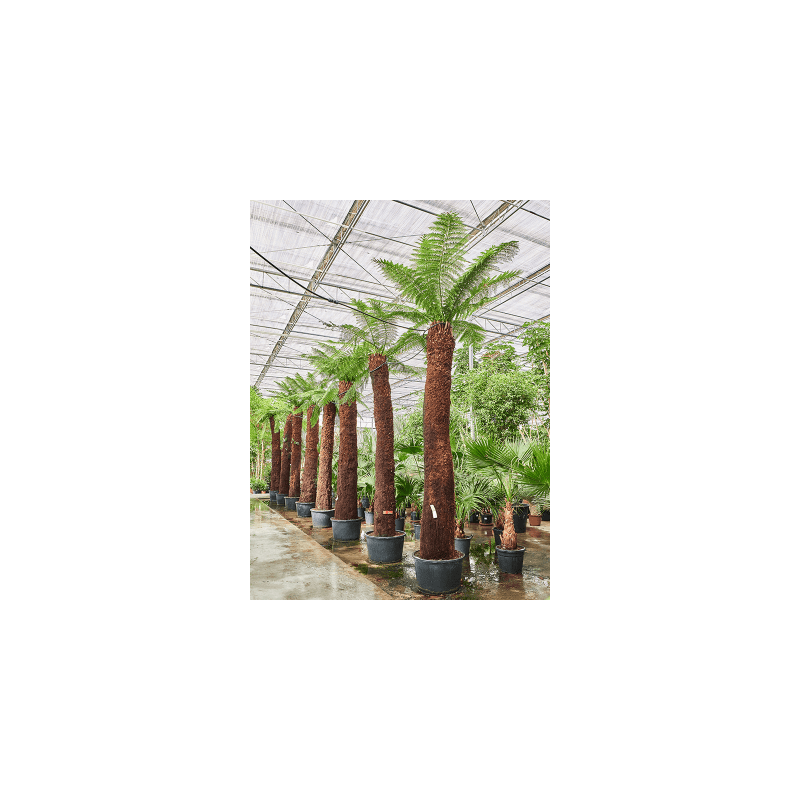 Dicksonia Antarctica