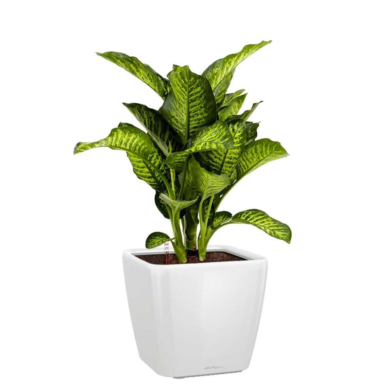 Dieffenbachia Maroba in watergevende Quadro wit