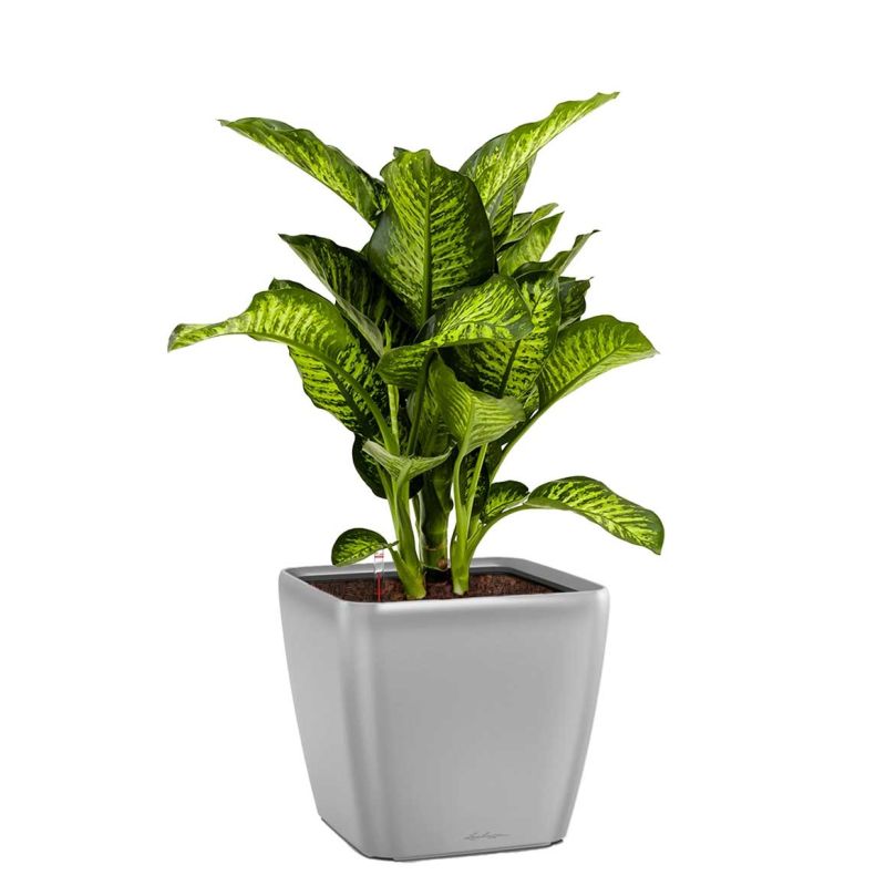 Dieffenbachia Maroba in watergevende Quadro zilver