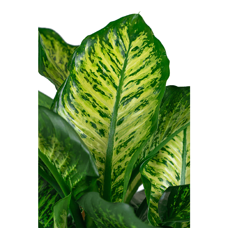 Dieffenbachia Maroba in watergevende Cilindro wit