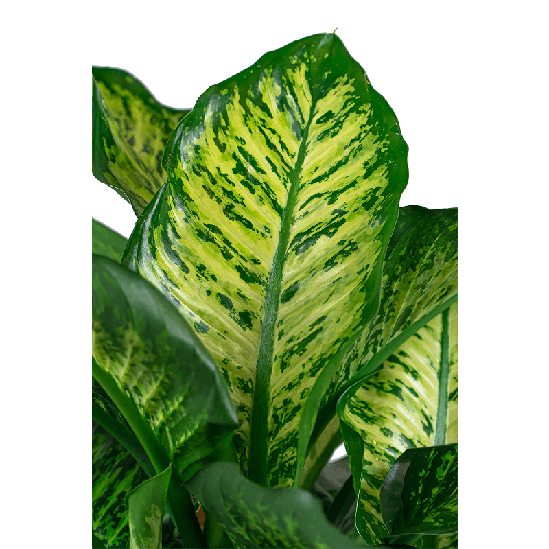 Dieffenbachia Maroba in watergevende Quadro zwart