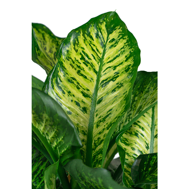 Dieffenbachia Maroba in Baq Raindrop Emperor Beige