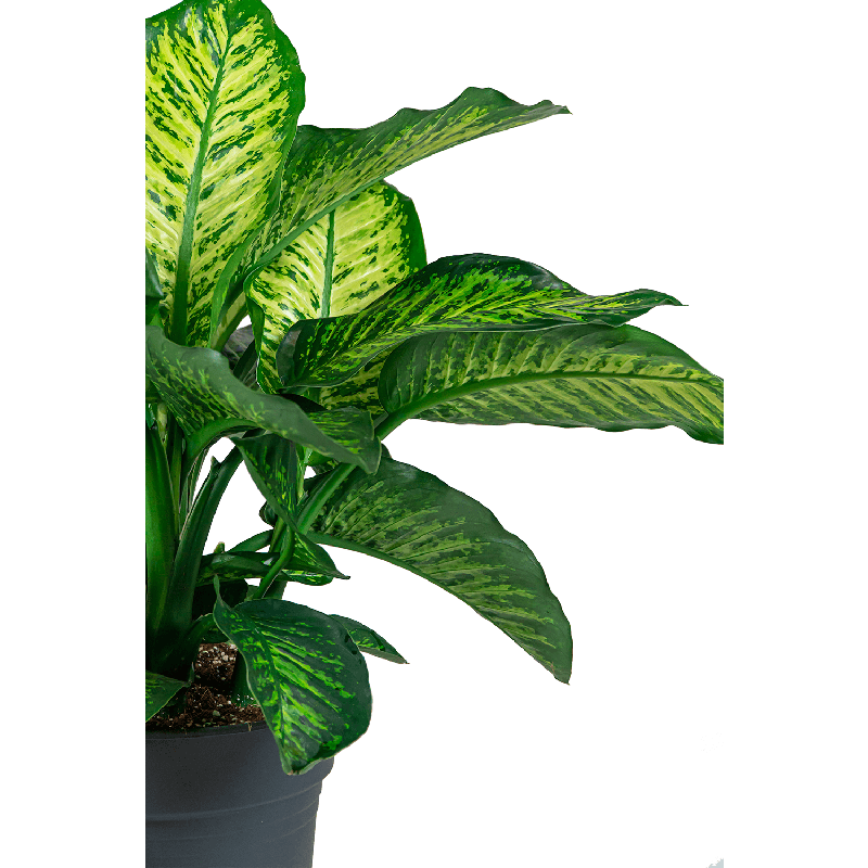 Dieffenbachia Maroba in watergevende Cilindro wit