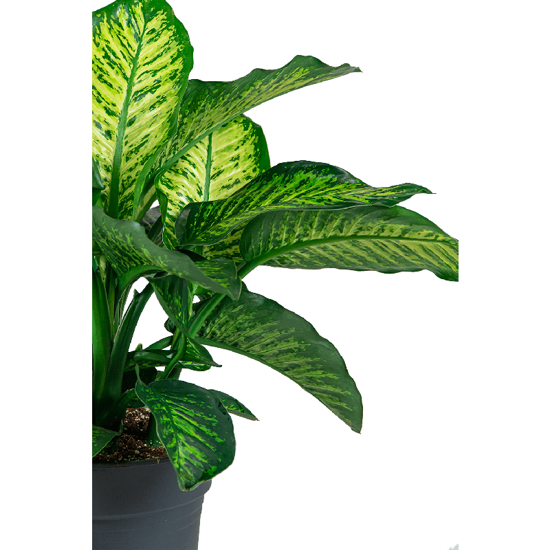 Dieffenbachia Maroba in watergevende Quadro zwart