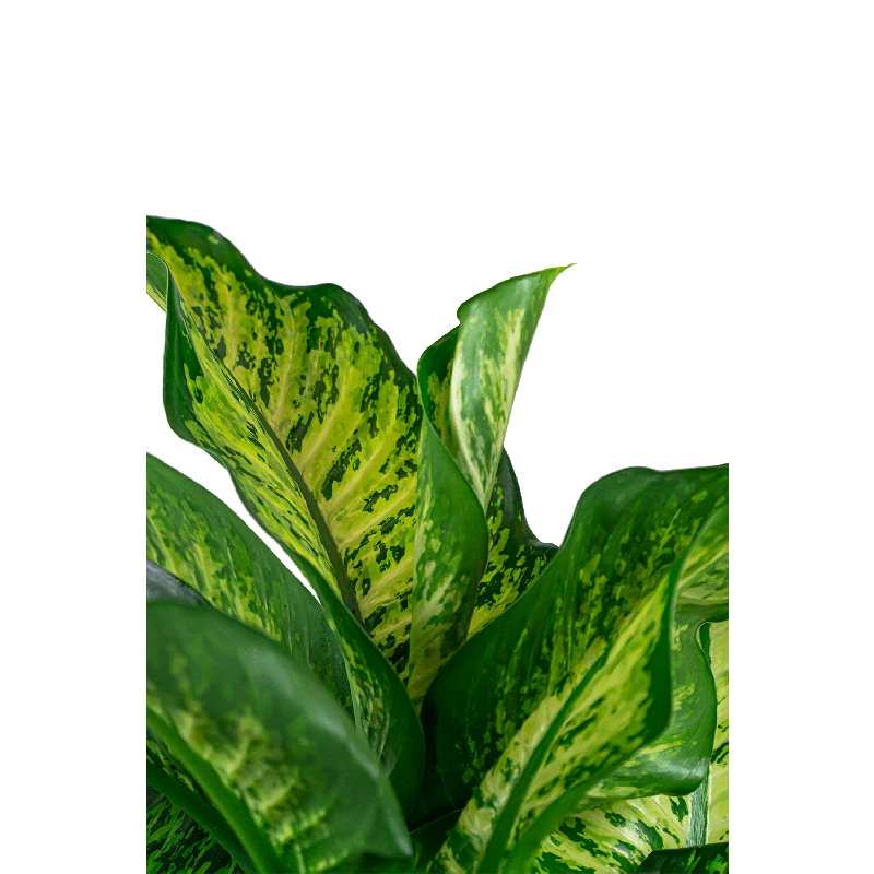 Dieffenbachia Maroba in watergevende Cilindro taupe