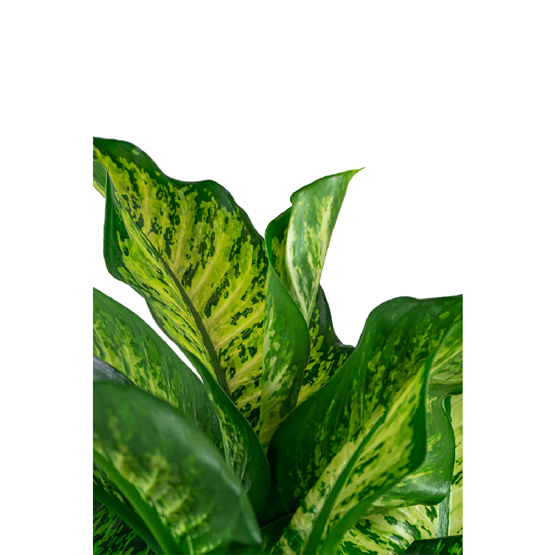 Dieffenbachia Maroba in watergevende Cilindro wit