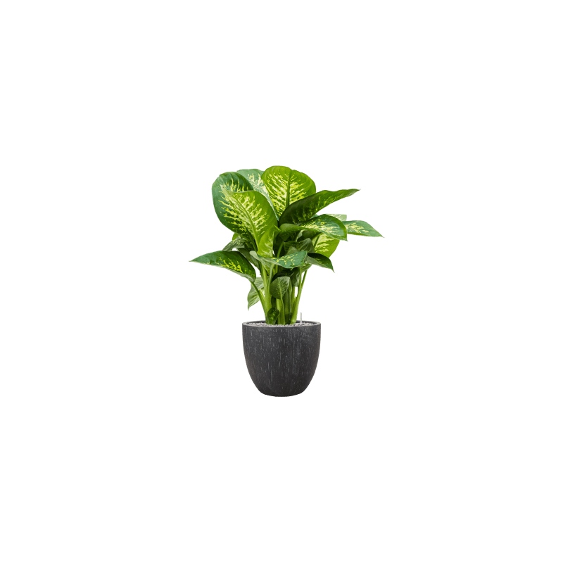 Dieffenbachia Reeva