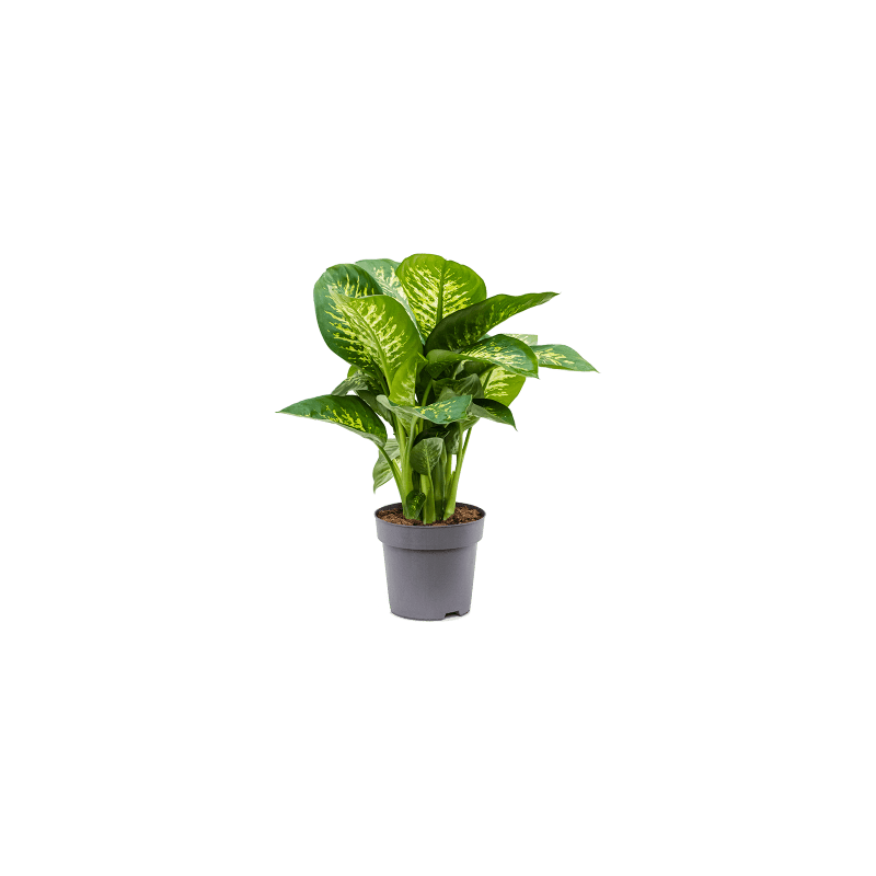 Dieffenbachia Reeva