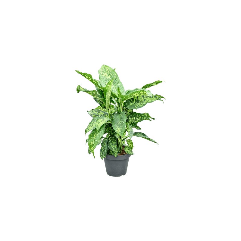 Dieffenbachia Spotty