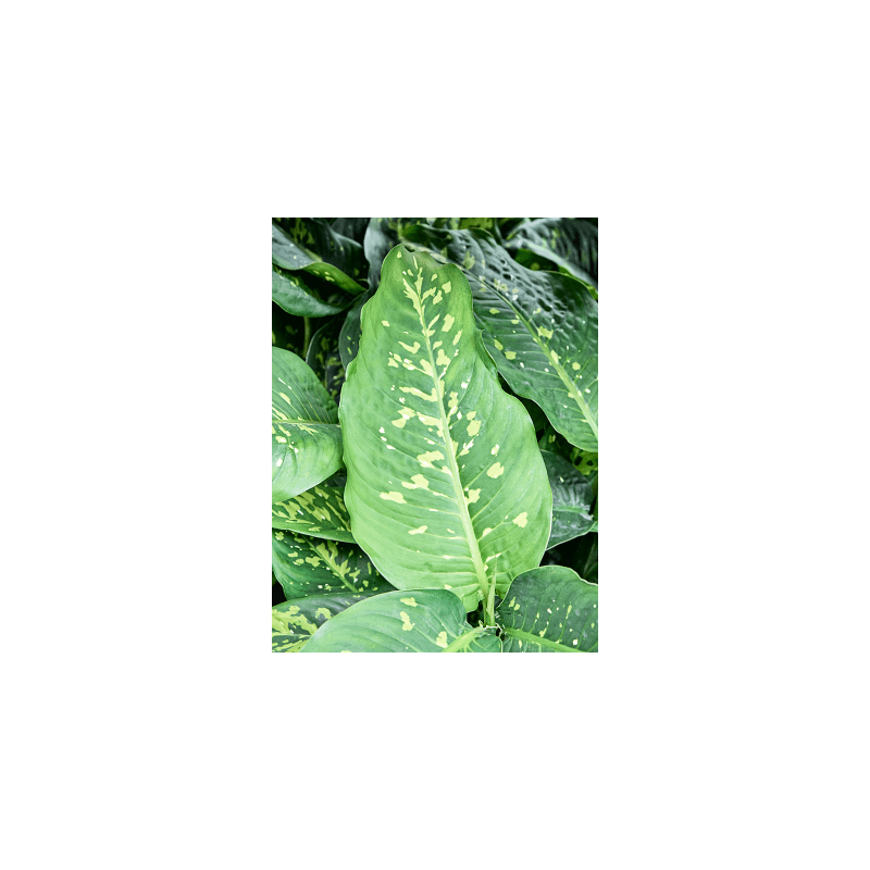 Dieffenbachia Spotty