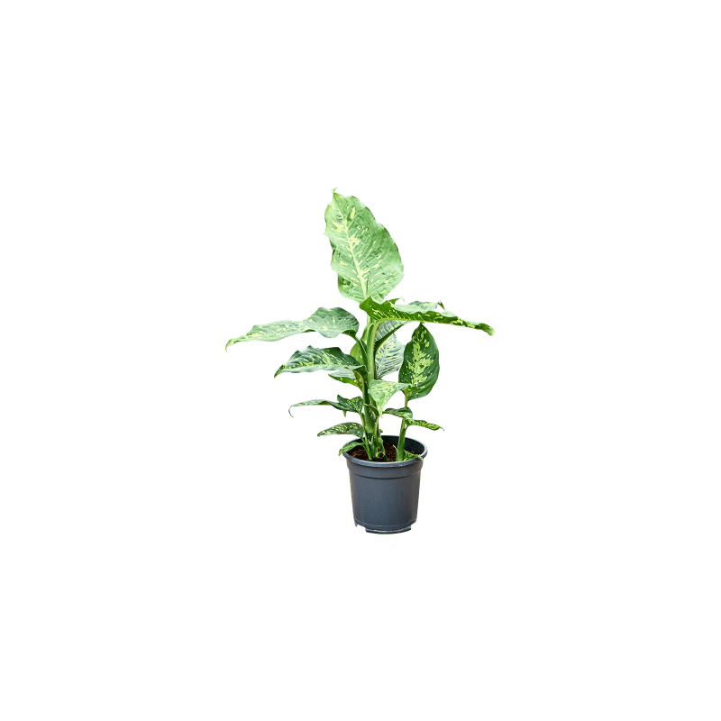 Dieffenbachia Spotty