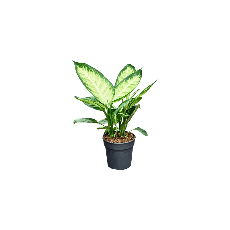 Dieffenbachia Tropic Marianne