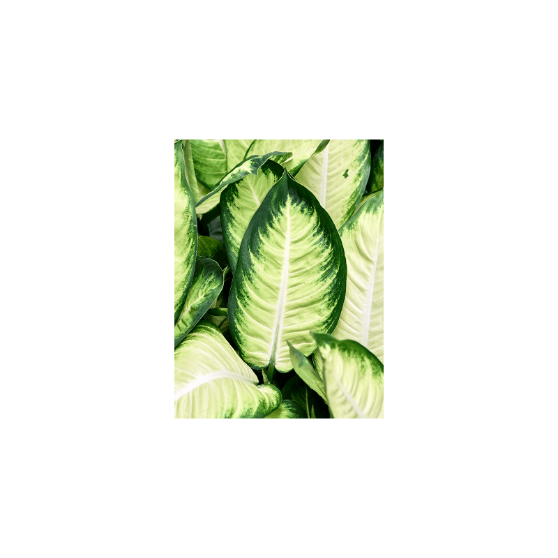 Dieffenbachia Tropic Marianne