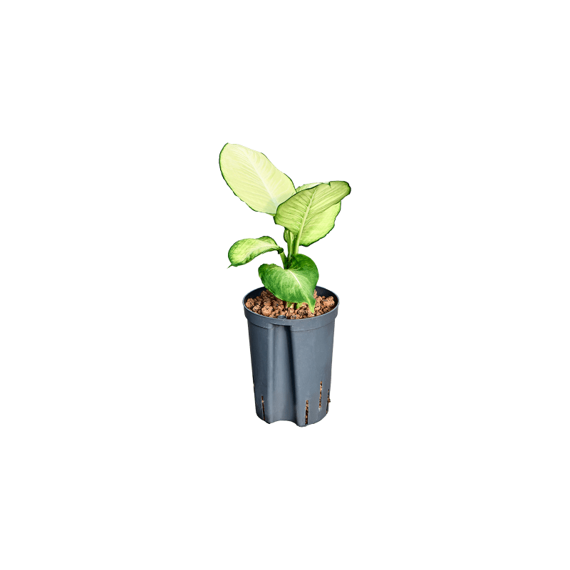 Dieffenbachia Tropic Marianne