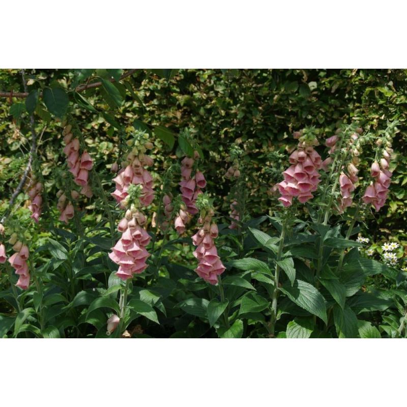 Digitalis Mertonensis