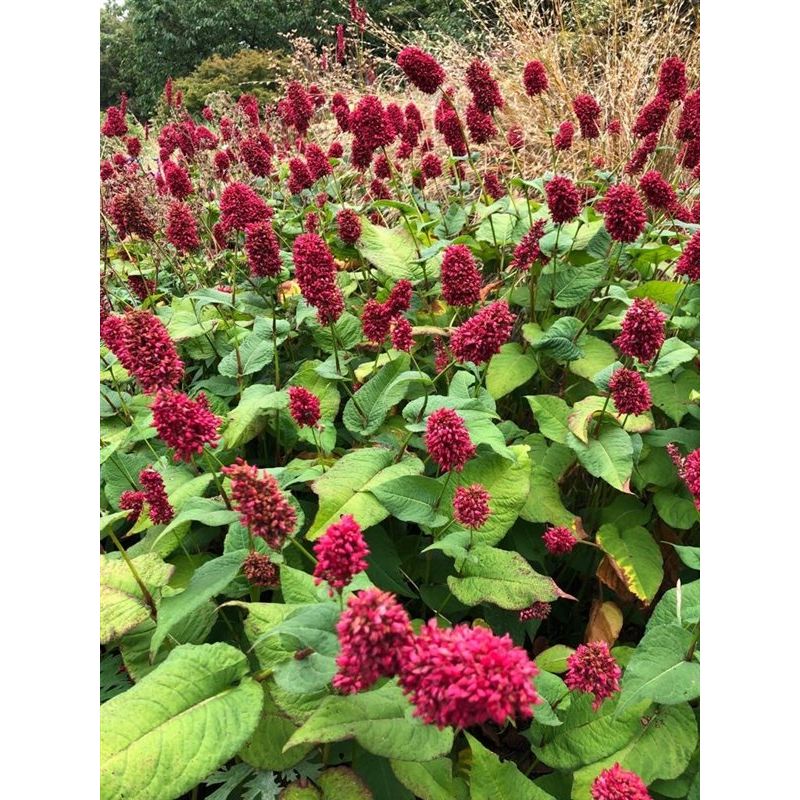 Persicaria amplex. 'Dikke Floskes'