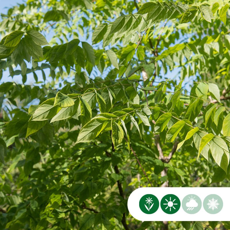 Gymnocladus Dioica - meerstammig