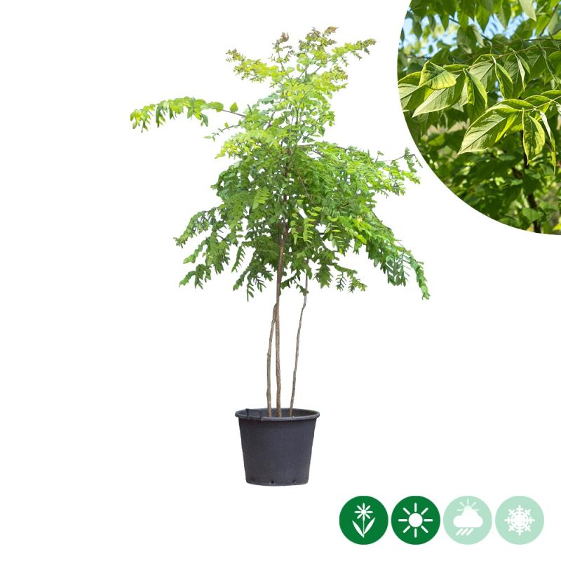 Gymnocladus Dioica - meerstammig