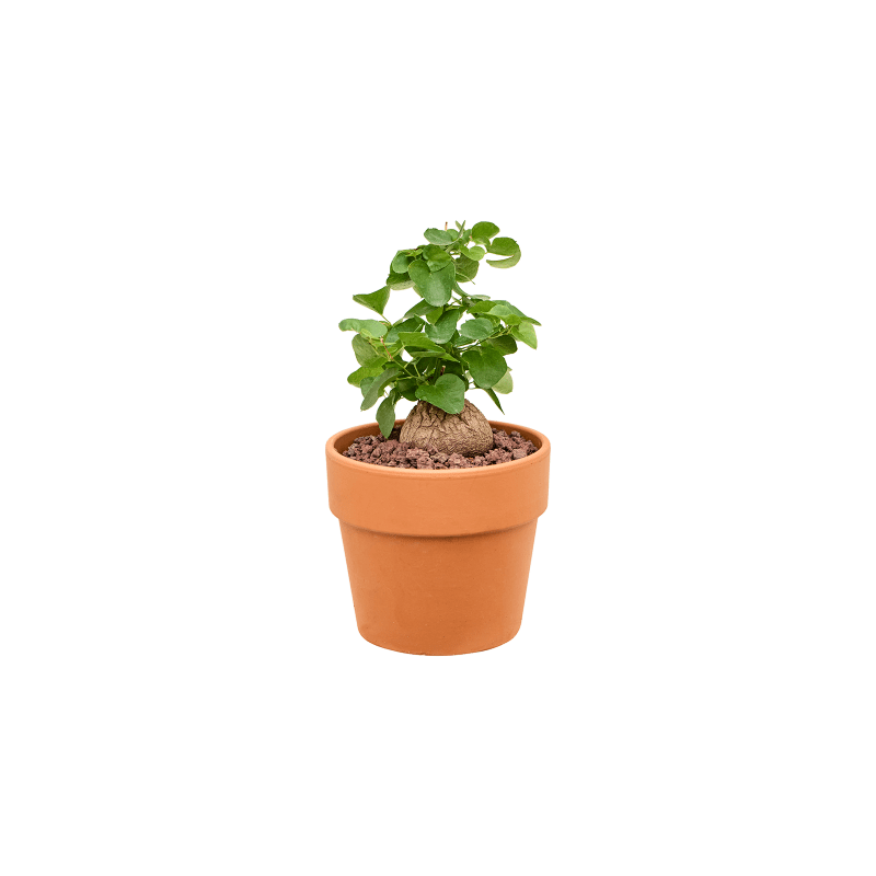Dioscorea elephantipes