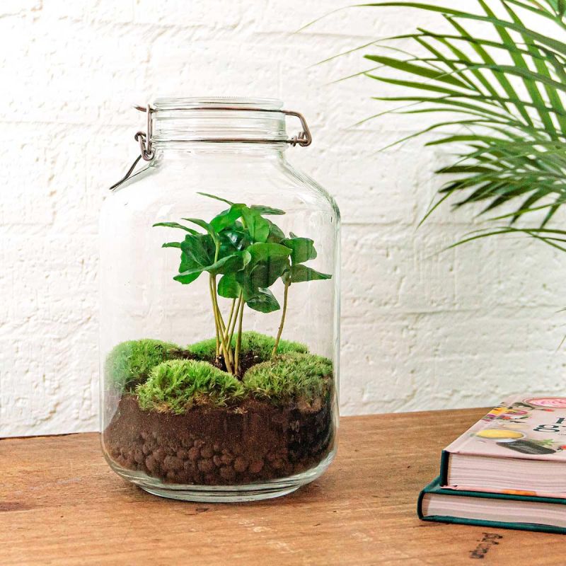 DIY Terrarium Jar Coffea
