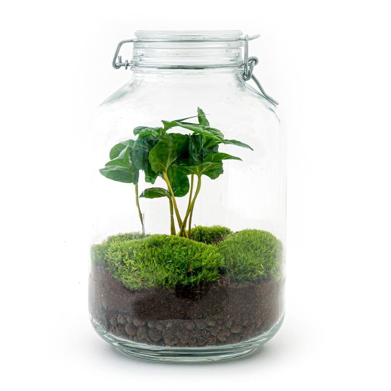 DIY Terrarium Jar Coffea