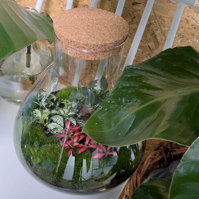 DIY Terrarium Sam Bonsai