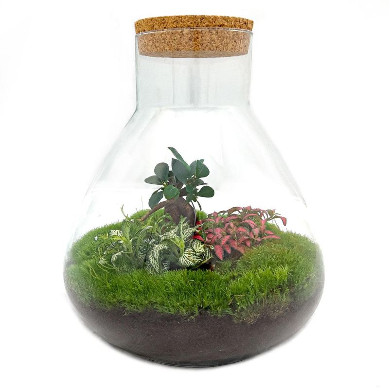 DIY Terrarium Sam Bonsai